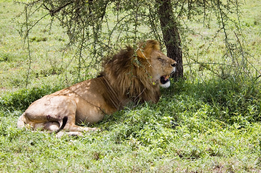 Ndutu Love han00.jpg - Lion (Panthera leo), Tanzania March 2006